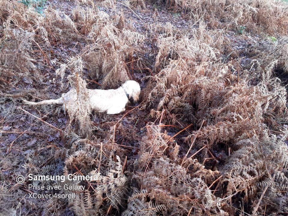 Plume Des Sous Bois Des Avens
