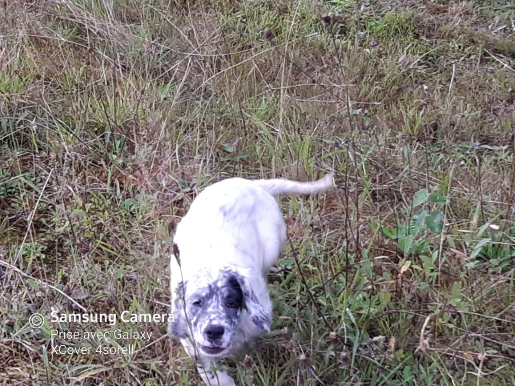 Des Sous Bois Des Avens - Chiots disponibles - Setter Anglais