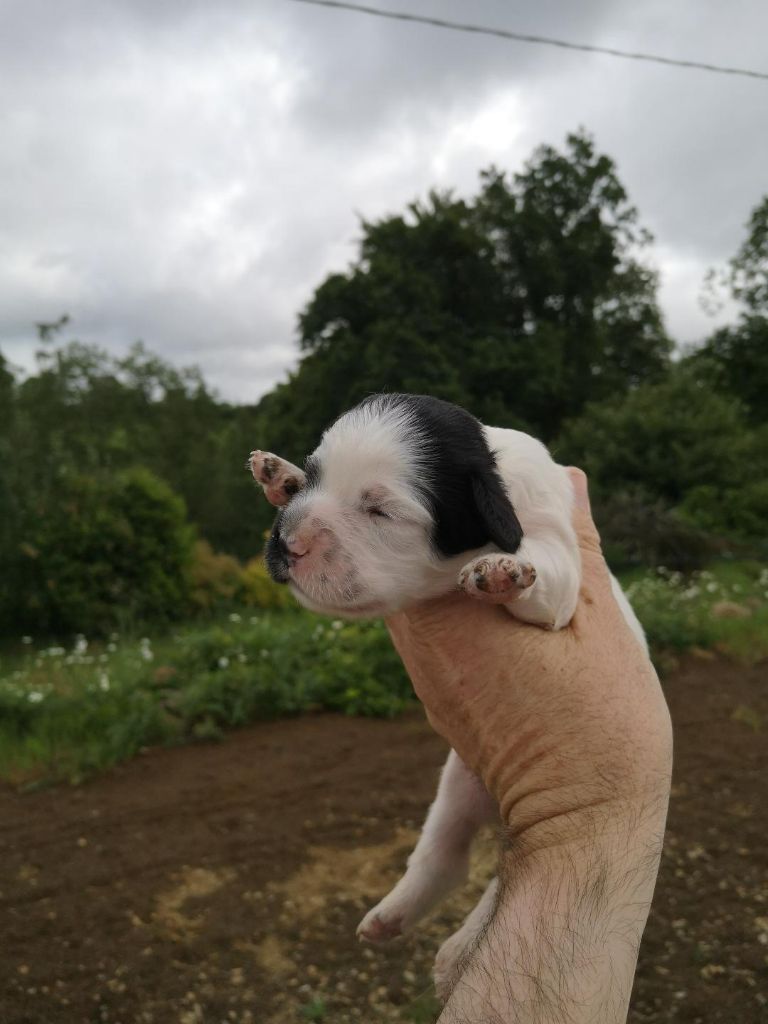 Des Sous Bois Des Avens - Chiots disponibles - Setter Anglais