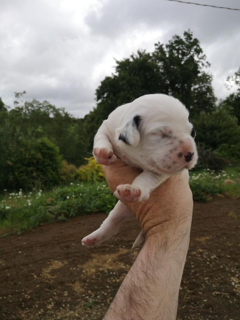 Des Sous Bois Des Avens - Chiots disponibles - Setter Anglais