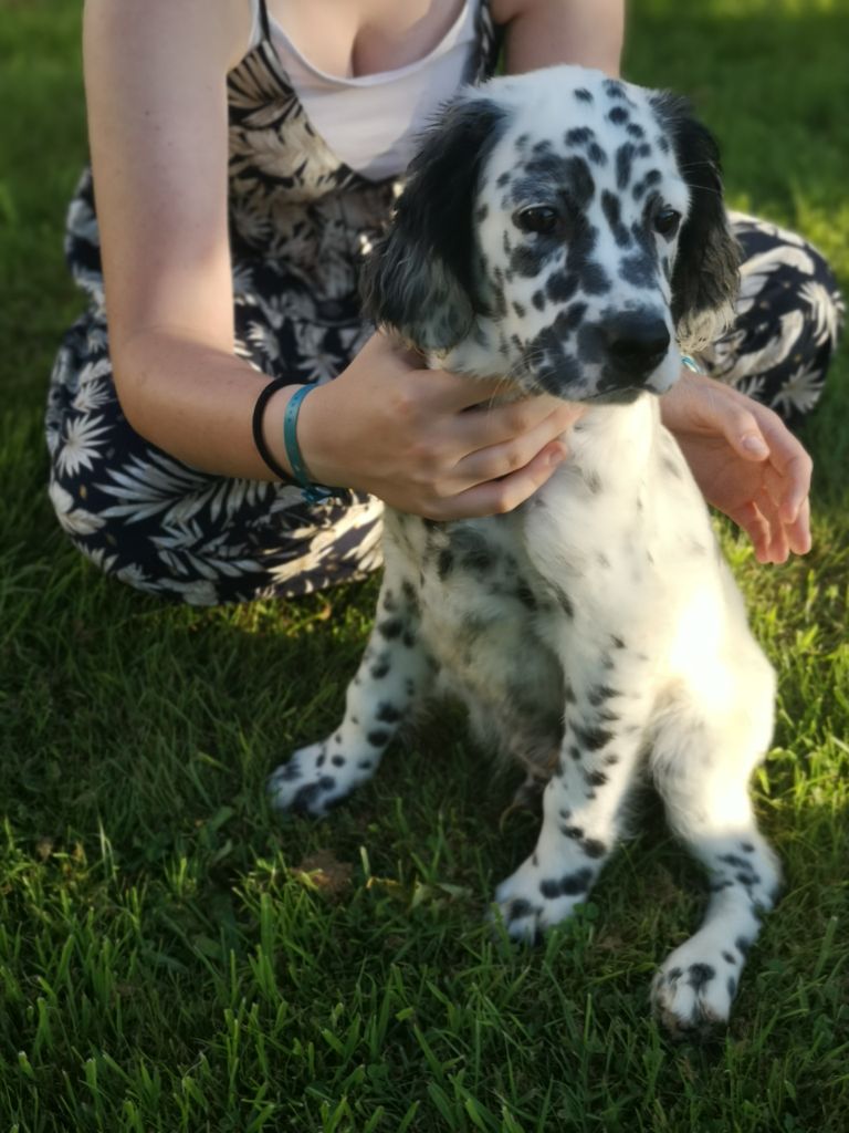 Des Sous Bois Des Avens - Chiots disponibles - Setter Anglais