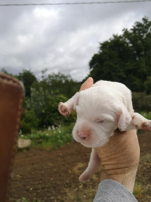 CHIOT 5