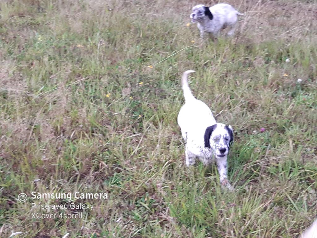 Des Sous Bois Des Avens - Chiots disponibles - Setter Anglais