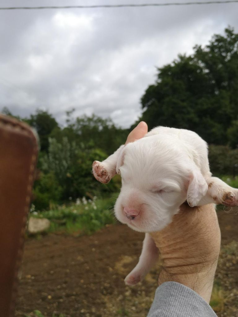 Des Sous Bois Des Avens - Chiots disponibles - Setter Anglais