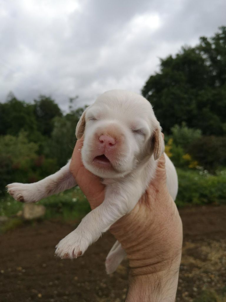 Des Sous Bois Des Avens - Chiots disponibles - Setter Anglais